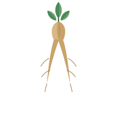 Panax Ginseng