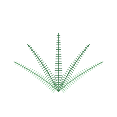 Shatavari (Asparagus Racemosus)